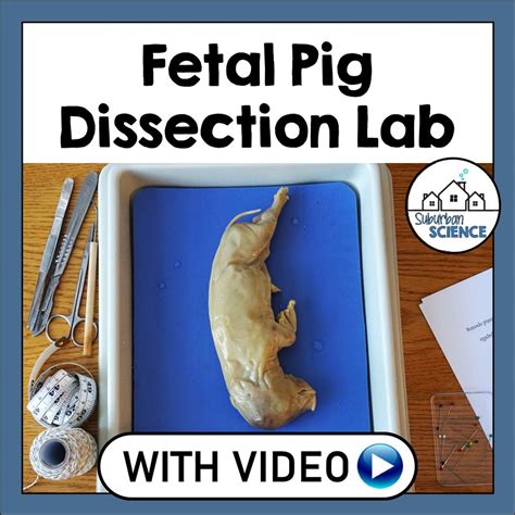 Teacher guide fetal pig dissection pre lab. - Electronic devices instructor manual by thomas floyd.