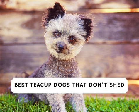 Teacup Dogs That Dont Shed