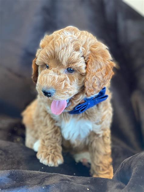 Teacup Labradoodle Puppy For Sale