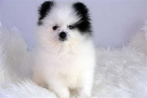 Teacup Puppies For Sale - Louisiana - AmericanListed