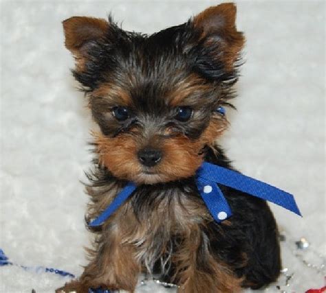 Teacup Yorkie Adoption