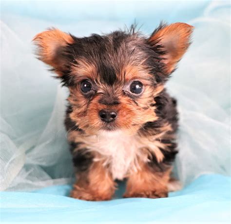 Teacup Yorkie Puppies Clothes For Sale - Raleigh, NC