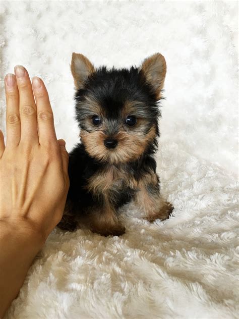 Teacup Yorkie for Sale