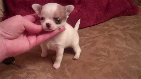 Gender. Male. Age. Puppy. Color. Tri-colored. Gods Creation Home of the Tiny Apple Head Chihuahuas and Small Standard - Imperial Shih Tzu AKC Apple Head Long Coat Males and Female Date of Birth…. View Details. $2,900.