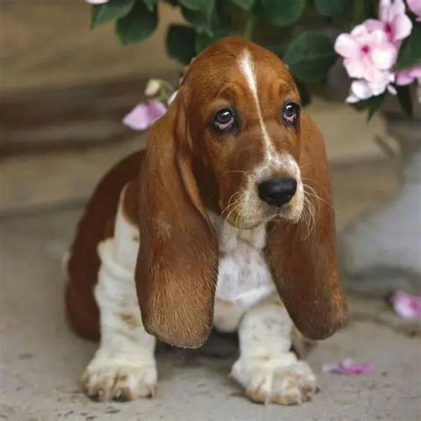Mini - Basset Hound Mini was a rescue dog as soon as my husband saw her he knew she was coming home with him well should i say she picked him another best .... 
