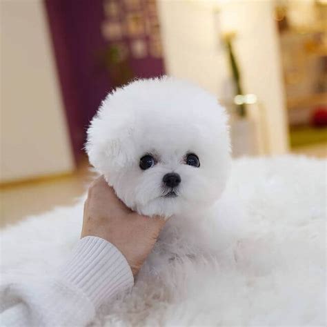 1-218-880-7481. Puppy Reservation Form. Delivery Information. How to Buy. FAQ’s. Heath Guarantee. The teacup Bichon Frise is amazing to have, making it an easy breed to train. This family dog rarely sheds or drools. Apply and adopt your favourite puppy now.. 