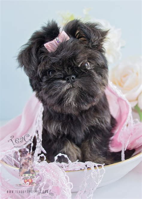 Teacup brussels griffon for sale. 13 Brussels Griffon Puppies For Sale In Texas. Featured Listings. Default Sorting. Teebo. Brussels Griffon. Lampasas, TX. Male, Born on 02/01/2023 - 8 months old. $2,500. 