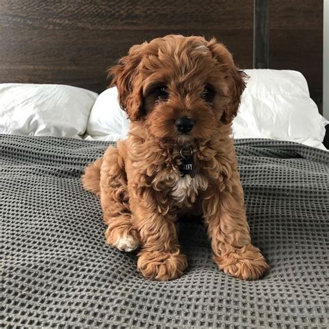 Teacup cavapoo. Nov 5, 2018 · The puppy coat protects your little cavapoo from cold and also serves as a soft padding for the clumsy puppy exploring the world. As your cavapoopuppy matures, it will gradually lose its puppy coat which will slowly be replaced by a harder, denser adult coat. In the process of maturing and changing coats, your cavapoo will shed. 