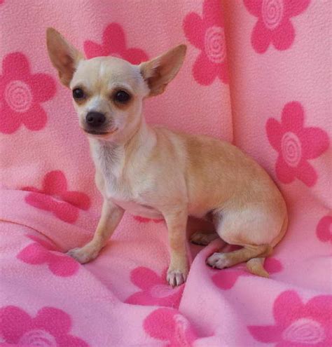 Teacup chihuahua for sale kansas city. Founded in 1884, the AKC is the recognized and trusted expert in breed, health and training information for dogs. AKC actively advocates for responsible dog ownership and is dedicated to advancing dog sports. Find Chihuahua Puppies and Breeders in your area and helpful Chihuahua information. All Chihuahua found here are from AKC-Registered parents. 