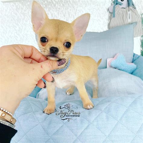 Adopting a free Chihuahua puppy can be an exciting and rewarding experience. However, it is important to understand the responsibilities that come with owning a pet before taking o...