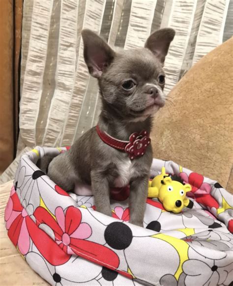 The typical price for Chihuahua puppies for sale in Charlottesville, VA may vary based on the breeder and individual puppy. On average, Chihuahua puppies from a breeder in Charlottesville, VA may range in price from $1,500 to $2,350. ….. 