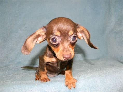 Jan 29, 2014 - Chiweenies is a female Dachshund, Mini puppy for sale born on 7/12/2013, located near Tulsa, Oklahoma and priced for $325. Listing ID - 8f8eb7a8-6321. 