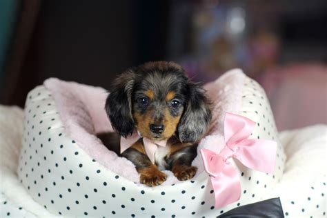 Teacup dachshund for sale near me. City of Toronto. We have 4 adorable miniature dachshund puppies # 1 Black Male - 2100$ # 2 Chocolate Male - 2200$ # 3 Black Male - 2100$ # 4 Black Female - 2300$ They will be getting their first vaccine in October ... $3,000.00. Miniature dachshund CKC REG. Piebald. 