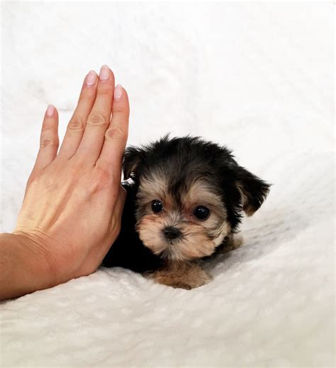 Teacup dogs for sale near me. Things To Know About Teacup dogs for sale near me. 