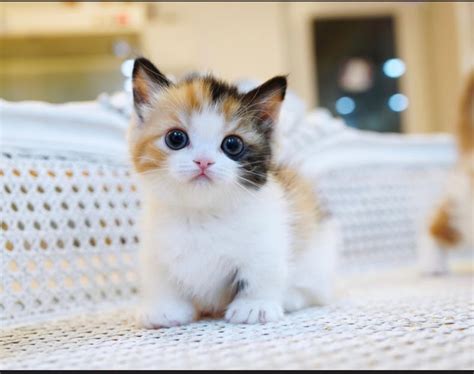 Munchkin Kittens For Sale . Munchkins are a short-legged breed of cat. However, the natural spontaneous mutation of the breed causing the short legs, like those of a Daschund, is the only real difference between them and any other domesticated house cat. The Munchkin’s other physical features, such as spine, head and body are the same size as .... 