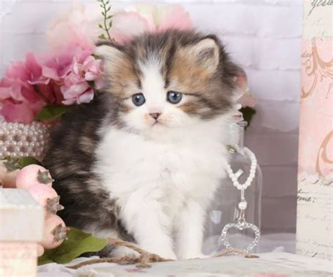 Teacup kittens for sale under $500. Things To Know About Teacup kittens for sale under $500. 
