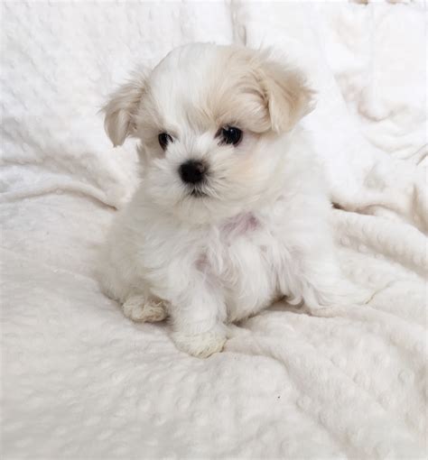 All Maltese dogs should be under 7 pounds and 7-9 inches tall, as they are considered Toy dogs. Breeders designate a dog as “Teacup” when it weighs 4 pounds or less when fully grown. A full grown teacup Maltese is usually 3.5-4 pounds and about 6 inches tall. When first born a Teacup puppy only weighs ~4 ounces.