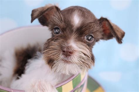 Teacup mini schnauzer. "Even the tiniest Schnauzer is a wolf at heart" - Dorothy Hinshaw. Teacup Schnauzers are defined as 3-6 lbs. as an adult, standing 8 - 9 inches tall at the shoulder. Toy Schnauzers are 7- 11 lbs. as an adult, standing 10-11 inches at the shoulder. Standard Miniature Schnauzers are 12-14 inches at the shoulder, weighing 12-20 lbs. 