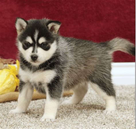 Teacup pomsky for sale under $500. Things To Know About Teacup pomsky for sale under $500. 