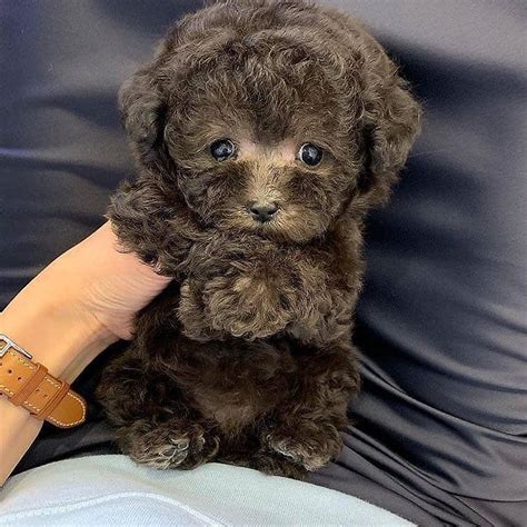 Teacup poodle breeders. Whether Standard, Miniature, or Toy, and either black, white, or apricot, the Poodle stands proudly among dogdom’s true aristocrats. Beneath the curly, low-allergen coat is an elegant athlete ... 