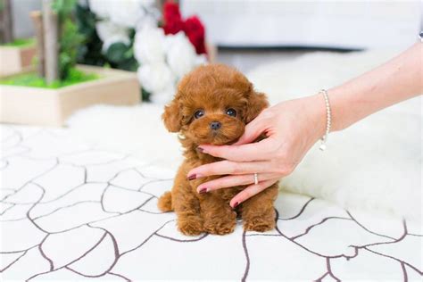 Romeo is a beautiful, Toy Poodle puppy with a curly red coat and unique white markings on his chest and... $850 Four Puppies Available For Pick Up Or Delivery ... AKC teacup poodles. Born 3/2024 Asking $3,000 with AKC papers. Hypoallergenic, microchipped, up to... $7,500 Akc Registered Adult Toy Poodles (6 Total - $7,500) goldenrock ...