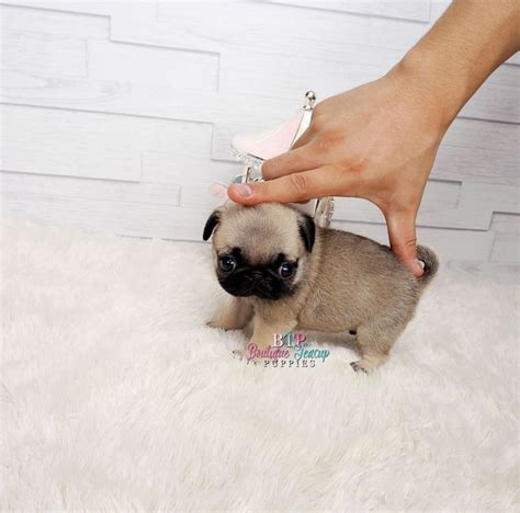 Teacup pugs for sale in indiana. .  <a href=https://mgb.panoptikdigital.com/assets/images/...