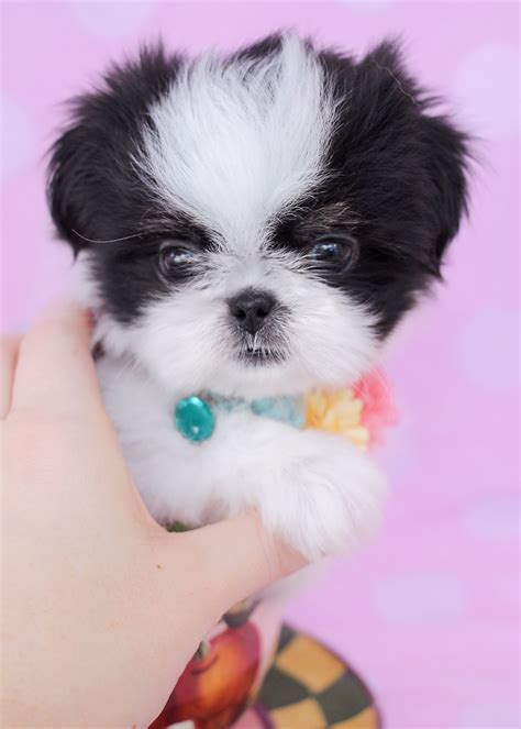 Teacup shih tzu for sale near me. Carolina Shih Tzu is a small in-home hobby breeder of Shih Tzu puppies, tucked away in the beautiful mountains of western North Carolina. Our goal is to provide well adjusted and pampered Shih Tzu puppies with outstanding health and quality conformation. We like to raise the smaller size and sometimes have imperials or toy Shih Tzu. 