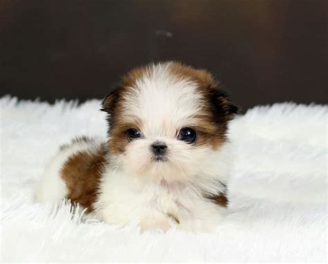 Teacup shih tzu puppies for sale in pa. Teacup Poodle Mix: Your Ultimate Guide to this Miniature Breed . September 29, 2023. Lhasa Apso vs Shih Tzu: 8 Key Differences Explained . September 29, 2023. Shih Tzu Husky Mix: Ultimate Breed Guide ... How Much Do Shih Tzu Puppies Cost? Many factors go into how much a Shih Tzu puppy costs. 