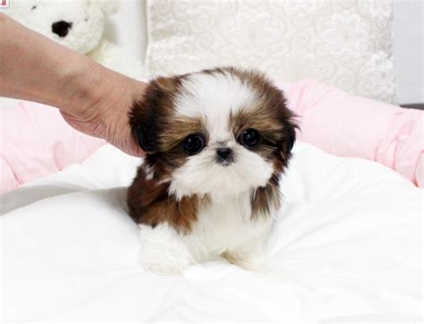 Teacup shih tzu puppies for sale near me. About Good Dog. Good Dog is your partner in all parts of your puppy search. We’re here to help you find Shih Tzu puppies for sale near Iowa from responsible breeders you can trust. Easily search hundreds of Shih Tzu puppy listings, connect directly with our community of Shih Tzu breeders near Iowa, and start your journey into dog ownership ... 