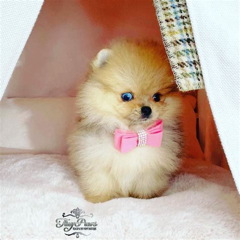 This teddy bear dog has a docile and affectionate temperament and will be playful and energetic when enticed. The Pom puppy gets on well with children, strangers, and even other pets as long as he is socialized early. ... Even teacup dogs in the Pomeranian breed are equipped for adventure! Training and Socialization .. 