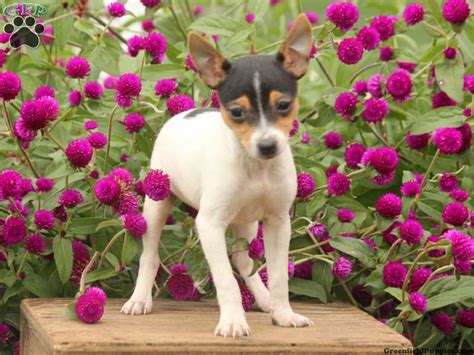 The Toy Fox Terrier ranges from 8.5 – 11.5 inches tall and