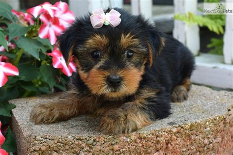 PuppyFinder.com is your source for finding an ideal Yorkshire Terrier Puppy for Sale near Cleveland, Ohio, USA area. Browse thru our ID Verified puppy for sale listings to find your perfect puppy in your area. Showing: 1 - 10 of 7. ... USA JOHNSTOWN, PA, USA . Distance: Aprox. 167.0 mi from Cleveland. Date listed: 10/04/2023. $950.. 