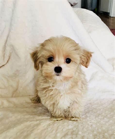 Teacup yorkie poo puppies for sale near me. Things To Know About Teacup yorkie poo puppies for sale near me. 