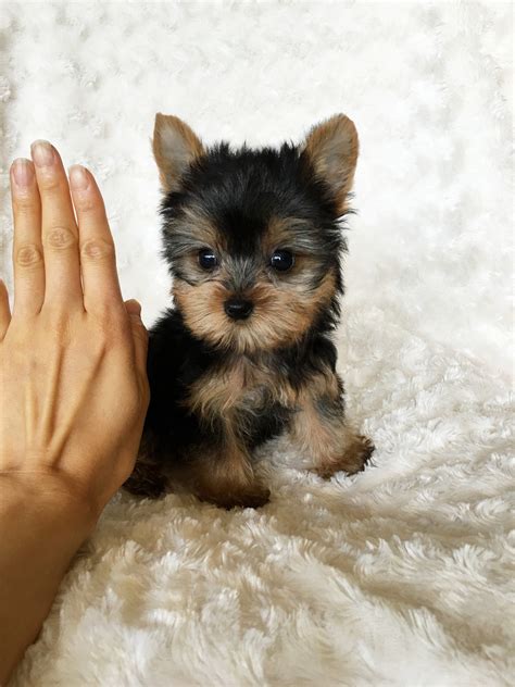 Cute Teacup Yorkie Puppies . Loving, and playful. Great with other dogs, cats and children. Potty & crate trained.... Pets and Animals Louisville 255 $ View pictures ... . 