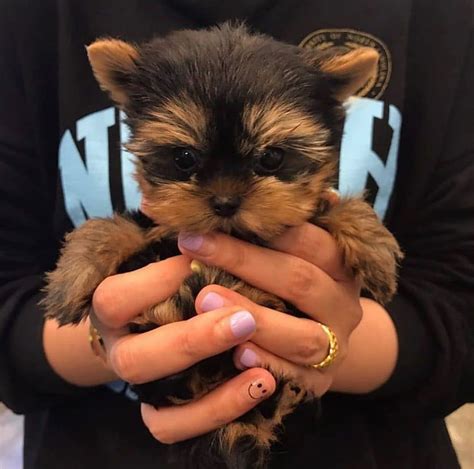 TEACUP YORKIE HOUSE in Charlotte, reviews by real people. ..