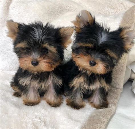 Find Yorkshire Terriers for Sale in Pine Bluff, AR on Oodle Classifieds. Join millions of people using Oodle to find puppies for adoption, dog and puppy listings, and other pets adoption. ... Yorkshire Terrier Puppy for Sale in WHITE HALL, Arkansas, 71602 US Nickname: Brutus Male, 10 weeks old. $600. Tools ... Yorkie Puppies Yorkshire Terrier .... 
