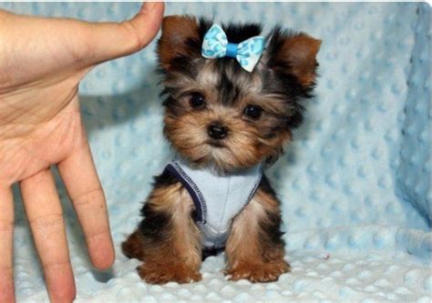 Yorkshire Terriers live for 13 to 16 years, on average. The “teacup” versions of Yorkshire Terriers, which usually weigh under 3 pounds, do not live as long as regular sized dogs of their breed..