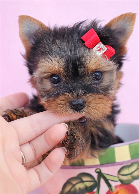 The typical price for Yorkshire Terrier puppies for sale in Gilbert, AZ may vary based on the breeder and individual puppy. On average, Yorkshire Terrier puppies from a breeder in Gilbert, AZ may range in price from $2,000 to $4,000. ….. Teacup yorkies for sale in az