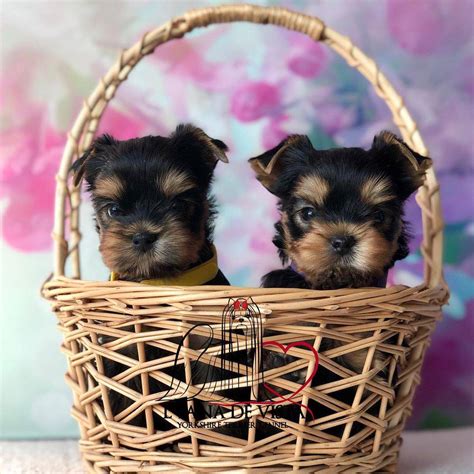 They are all raised with lots of love and care from their first breath. Yorkies are great companions! Once you own one, you are hooked! Please browse our website and get to know us and see our Yorkshire terrier puppies for sale. Thanks for visiting! Kerrie and Scott Engelmann. Manor, Texas. 512-565-7300..