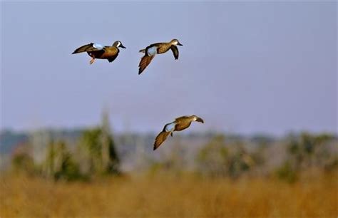 Teal, We Meet Again - Ducks Unlimited