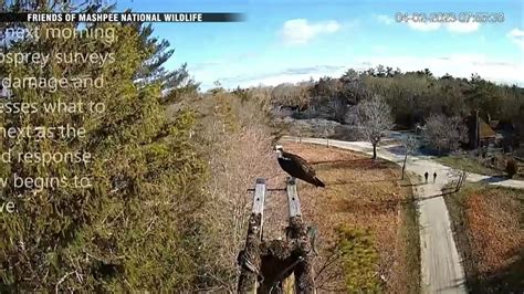 Team makes emergency repairs after Falmouth osprey nest platform falls due to wind, rotted boards