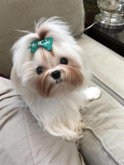 Tear staining Page 2 Maltese Dogs Forum Spoiled Maltese Forums