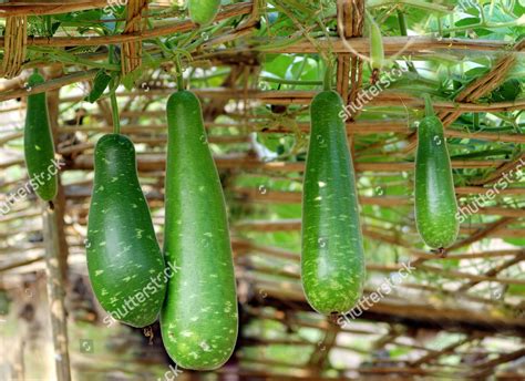 Tecantounvals (Lau) Onlyfans Leak [PPV] 🍌