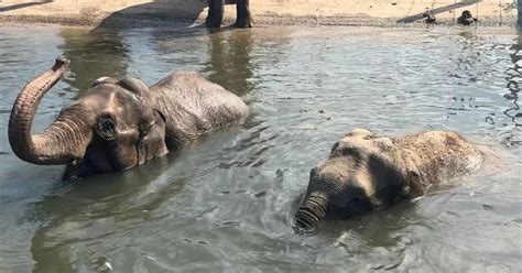 Techlead subscriber count.  Some elephants die within a few years of being in...