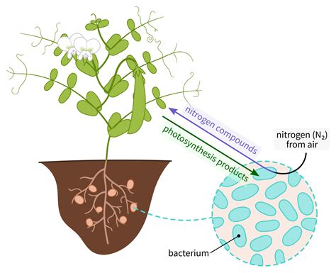 Technical handbook on symbiotic nitrogen fixation legume rhizobium. - Interqual level of care criteria guidelines.