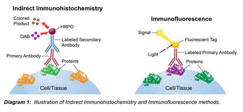 Techniques de l'immunofluorescence et les réactions immuno enzymatiques. - Chartreuses du pays d'avignon valbonne, bonpas, villeneuve-lès-avignon.