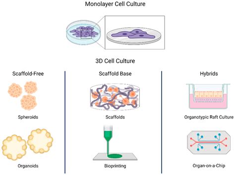 Technology platforms for 3d cell culture a users guide. - La doctrina mona stica de san gregorio magno y la regula monachorum.