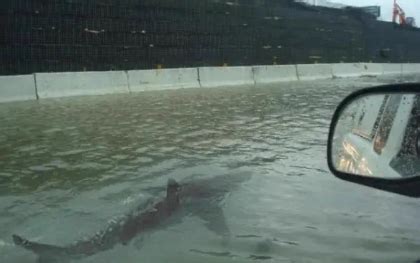 Ted Cruz gets fooled by fake photo of shark swimming on 405 Freeway