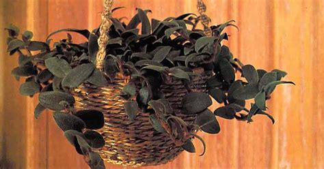 Teddy Bear Vine: Plant Care & Growing Guide - Hobby Plants