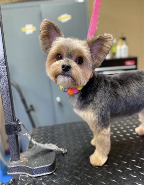 Yorkiepoo Teddy Bear Cut. A similar look to the puppy cut, the Yorkiepoo teddy bear cut is a simple hairstyle that even amateur dog groomers can achieve without much trouble. The hair is kept longer than the puppy cut, but don’t forget to trim around the private areas to avoid any messiness. Yorkiepoo Shaved/Summer Cut . 